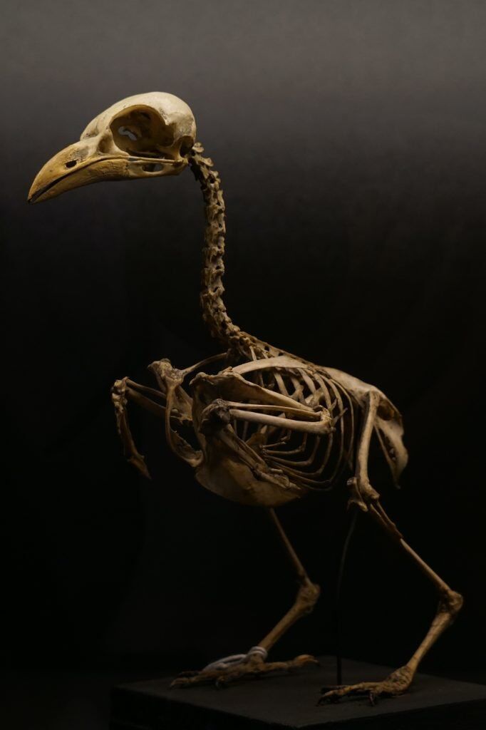 Bird Skeleton - An Introduction, Importance, and some Facts