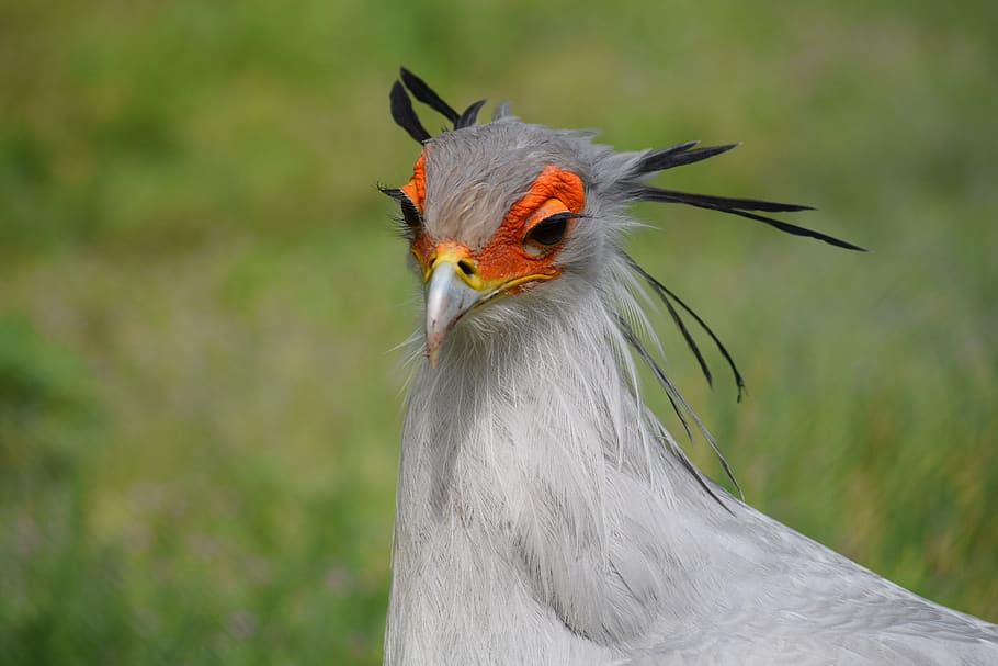 The Secretary is one of the most beautiful birds in the world.